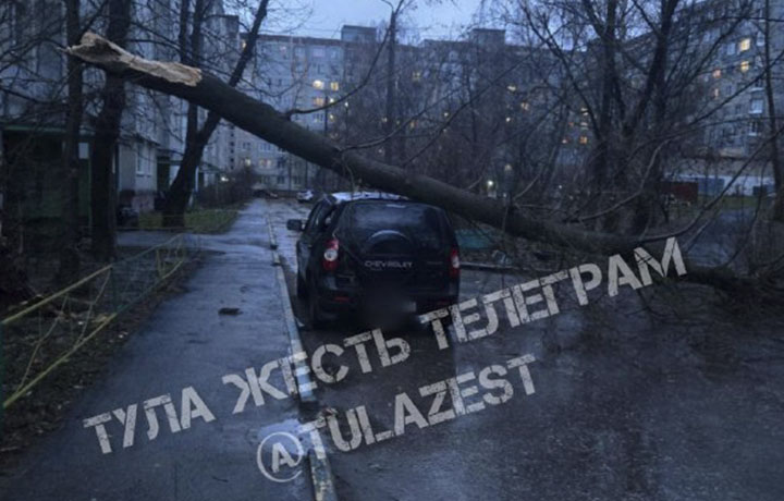 Мир дерева ул максима горького 3 фото В Туле на улице Максима Горького дерево упало на крышу машины - ТСН 24
