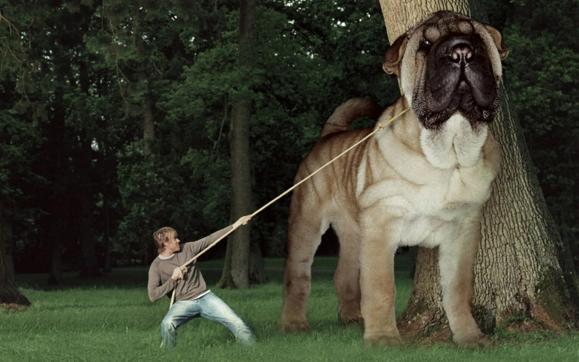 Мир фото большая Картинки I LIKE BIG DOGS