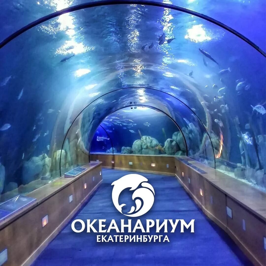 Мир фото екатеринбург цены Океанариум в Екатеринбурге: описание, как добраться, фото - Наш Урал и весь мир