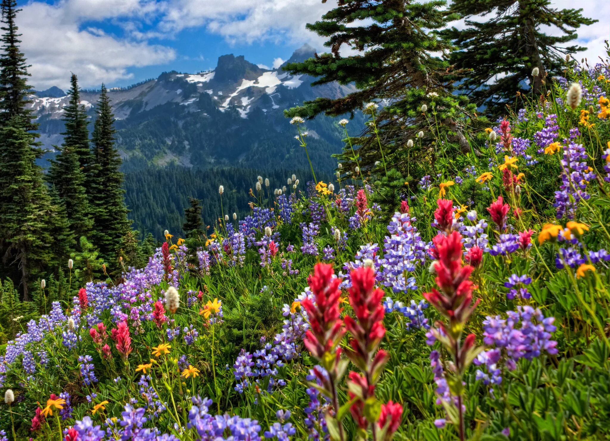 Мир фото скачать бесплатно Wallpaper : 2048x1482 px, flowers, meadow, mount, mountains, national, park, rai