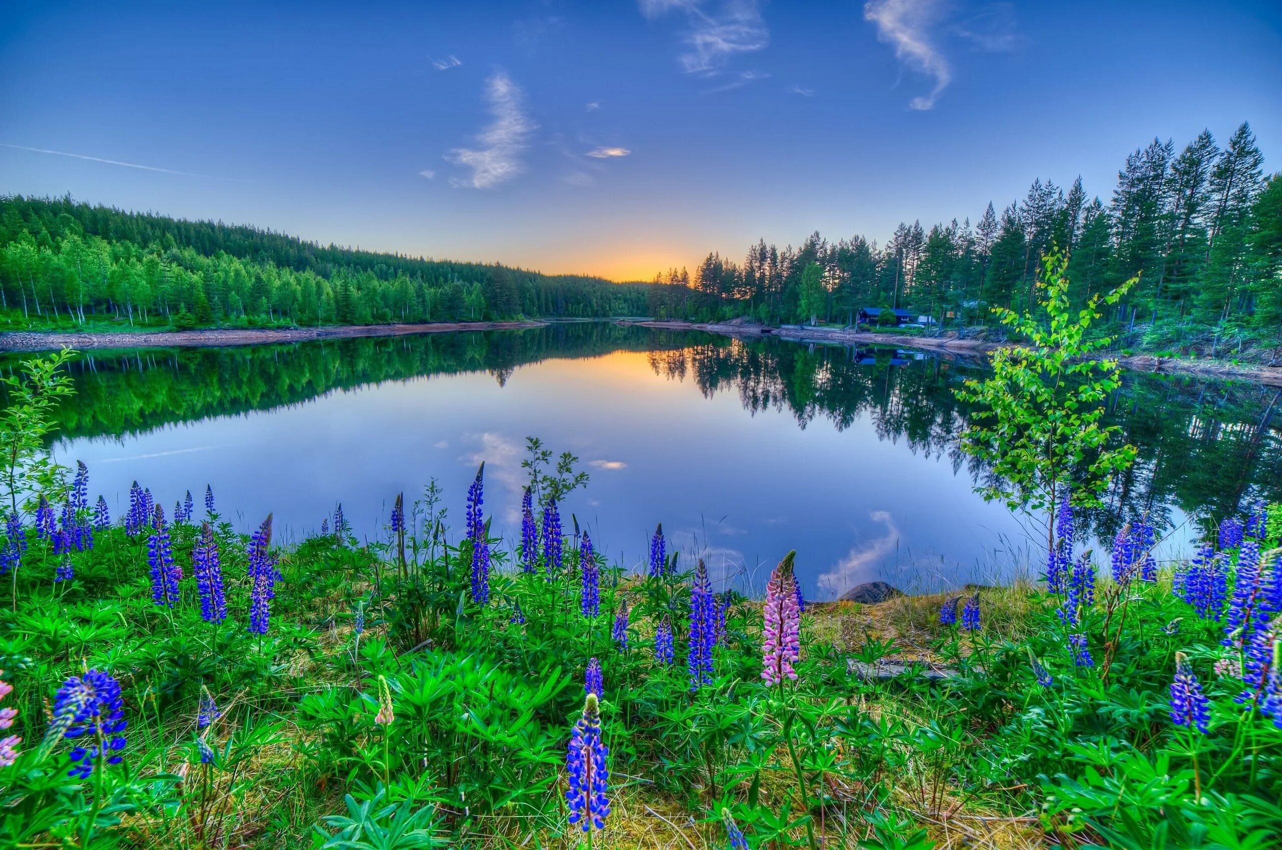 Мир фото скачать бесплатно Download wallpaper sunset, flowers, lake, reflection, lupins, section landscapes