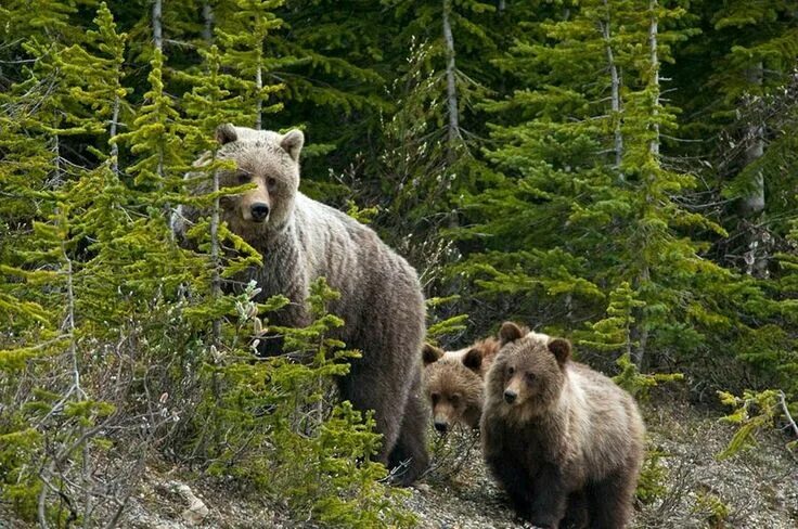 Мир фото уральская Удачный кадр Grizzly bear, Bear, Grizzly