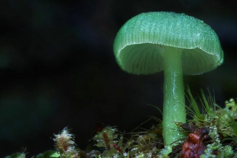 Мир грибов фото Stuffed mushrooms, Fungi, Magical mushrooms