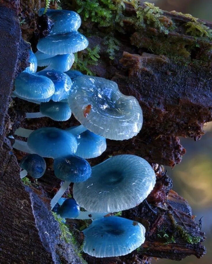 Мир грибов фото 18 fabulous fungi photos that call into question everything you know about natur