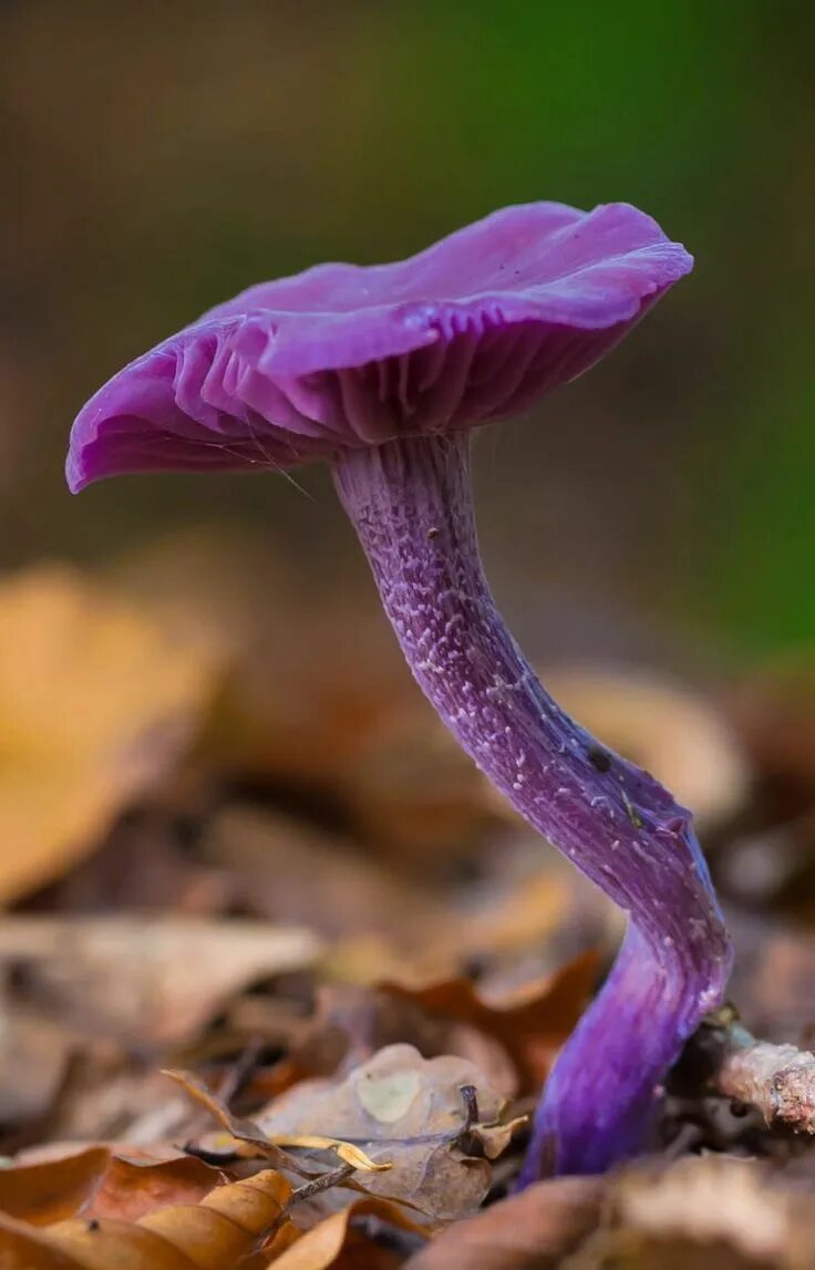 Мир грибов фото As Cosy As Can Be Stuffed mushrooms, Pretty plants, Wild mushrooms
