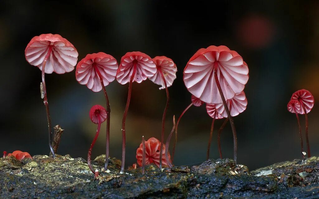 Мир грибов фото Marasmius haematocephalus Stuffed mushrooms, Mushroom pictures, Mushroom fungi