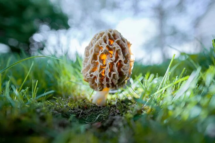 Мир грибов фото The Mystical World Of Mushrooms Captured In Photos Stuffed mushrooms, Magical mu
