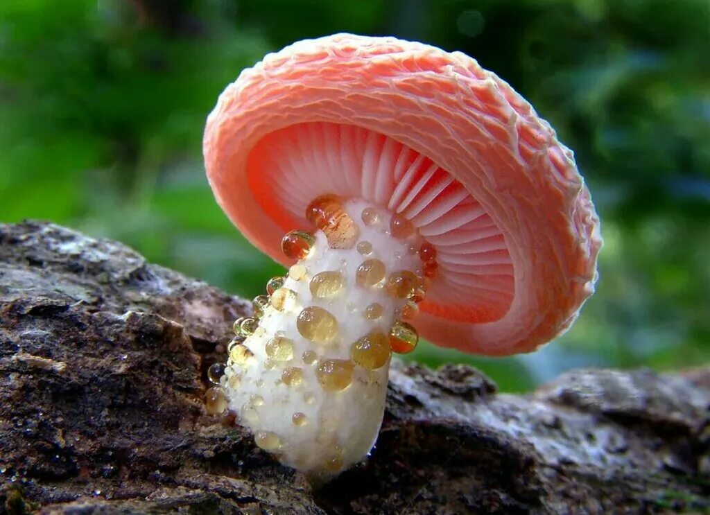 Мир грибов фото МухАмор, mushroom growers and suppliers, Perm, Pionerskaya Street, 17А - Yandex 