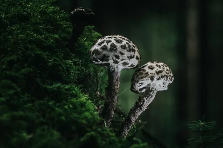 Мир грибов фото Best From Mushrooms Hunter Photography In 2018 Stuffed mushrooms, Mushroom hunte