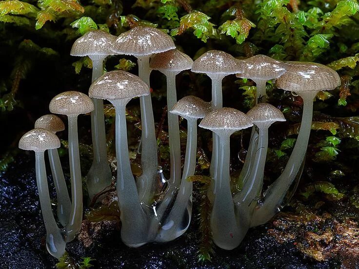 Мир грибов фото The Magical World Of Mushrooms In Macro Photography By Steve Axford Stuffed mush