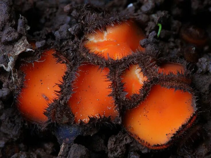 Мир грибов фото 20 фотографий самых красивых грибов в мире Stuffed mushrooms, Fungi, Mystical wo