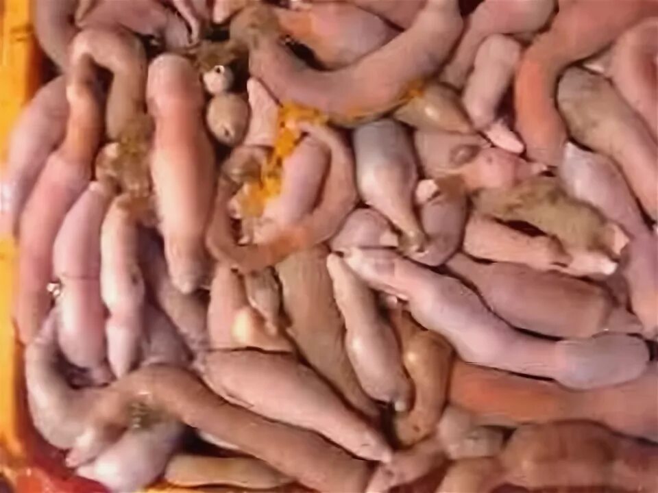 Мир хуев фото The Korean "Penis Fish" - YouTube