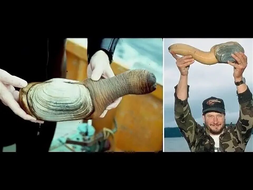 Мир хуев фото BERBURU BINATANG MIRIP PENIS DI PANTAI DAN MENGOLAHNYA - YouTube