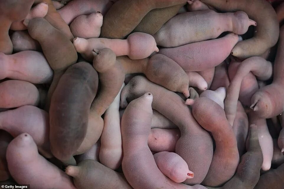 Мир хуев фото Thousands of 'penis-fish' washed ashore on California beach Daily Mail Online