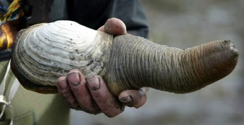 Мир хуев фото 10 Animals that Lived Longer than the Oldest Known Human Clams, Native american 