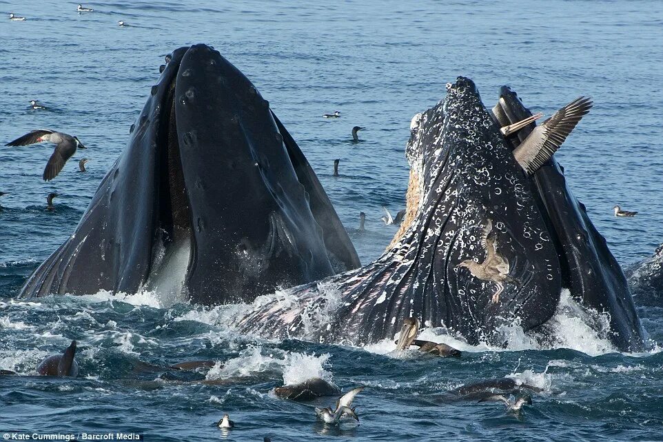 Мир китов фото Pelican almost becomes dessert for whale off Californian coast Daily Mail Online