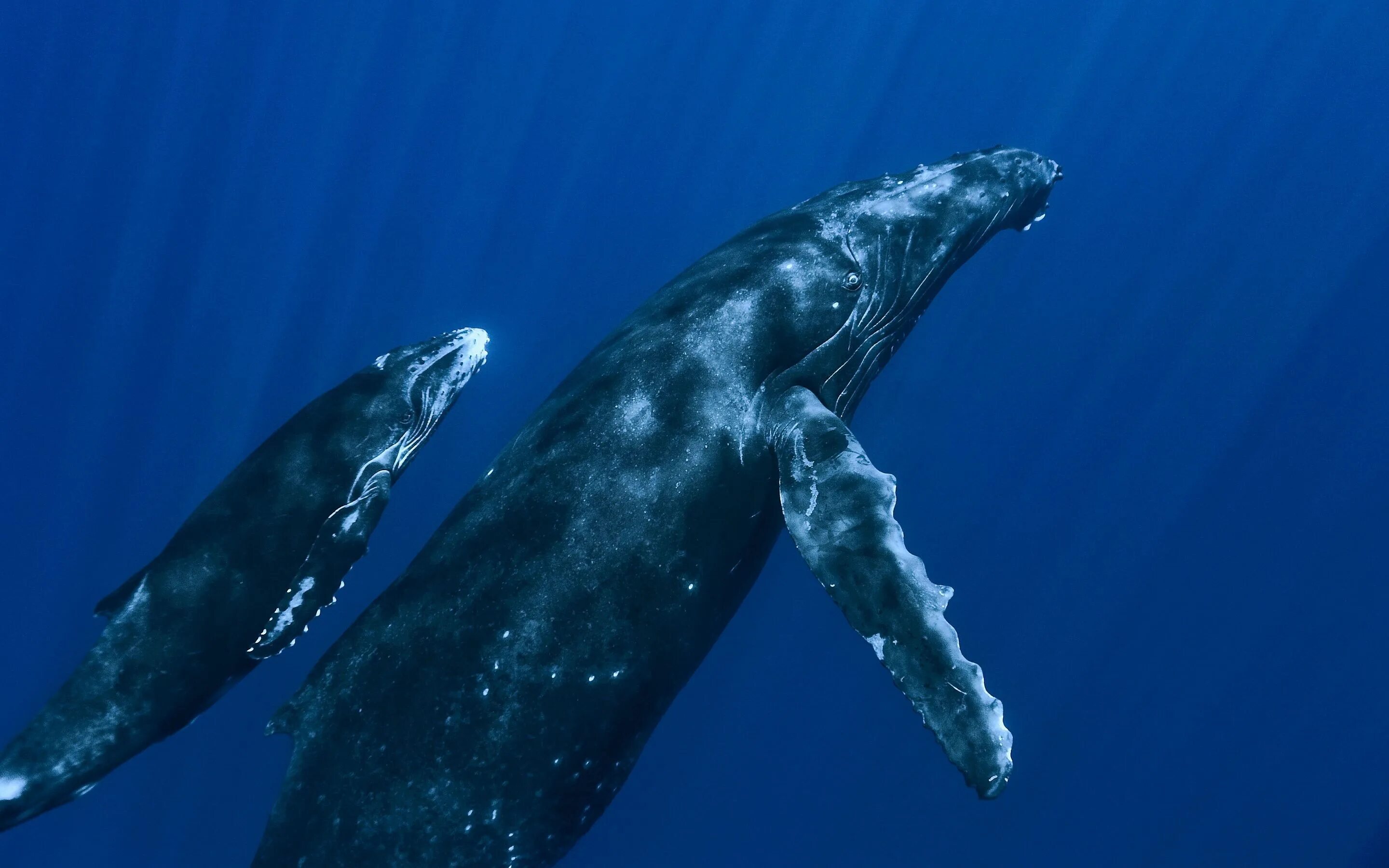 Мир китов фото An ideal family is a whale family. Whale pods consist of a group of whales who a