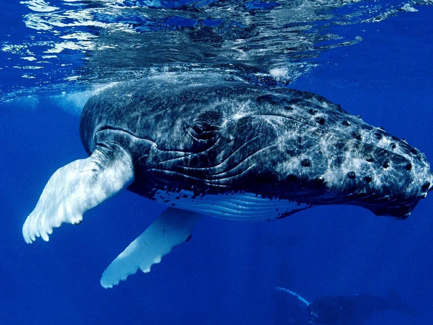 Мир китов фото Download wallpaper 1400x1050 whale, water, ocean standard 4:3 hd background