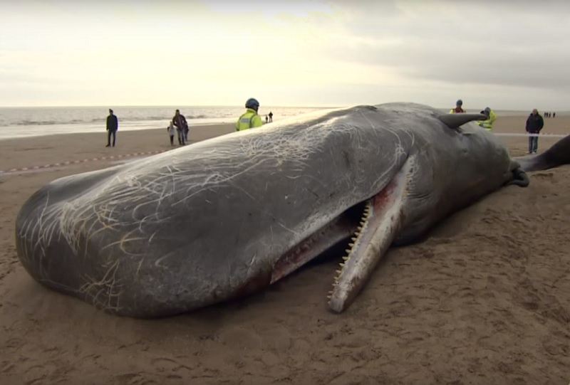 Мир китов фото Dead Whale Had 115 Plastic Cups, 2 Flip-Flops in Its Stomach