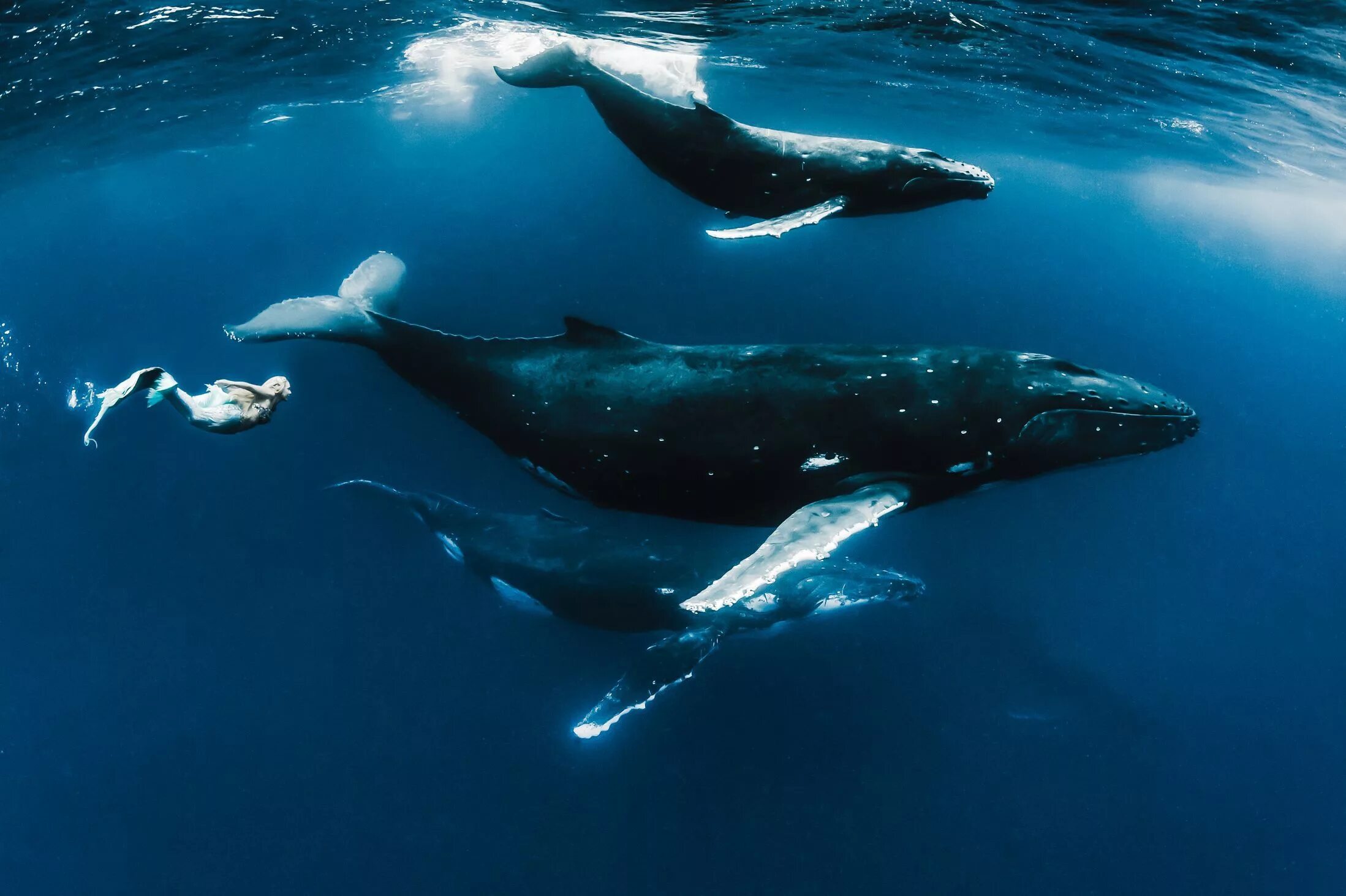 Мир китов фото See real-life mermaid Hannah Fraser swim with whales in stunning pictures Whale,