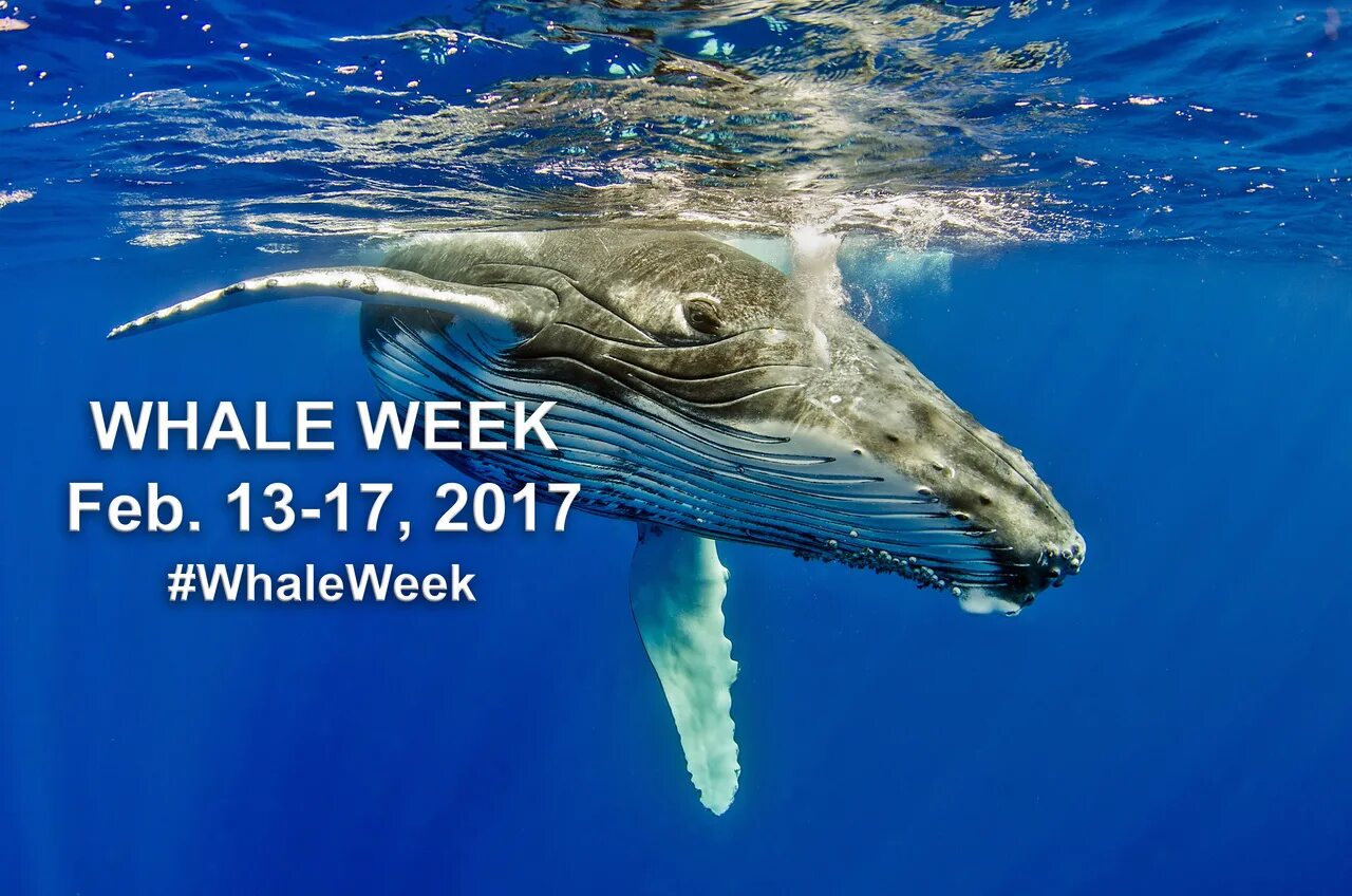 Мир китов фото Explore Top 5 Stories, Photos, and Videos of 2017 NOAA Fisheries