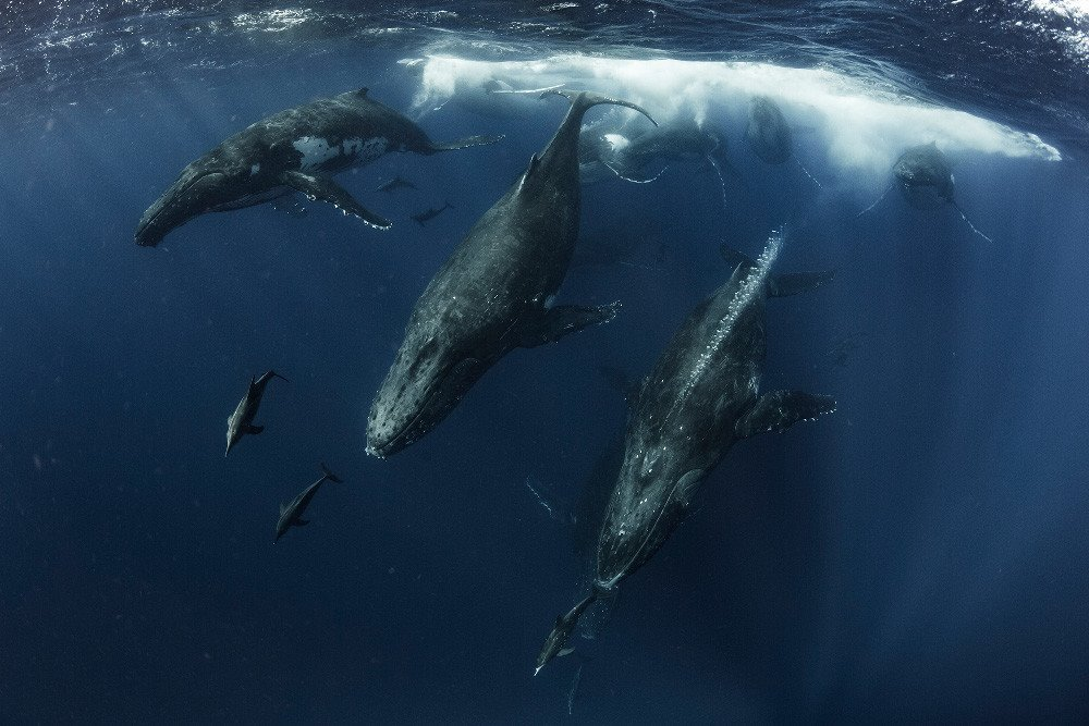 Мир китов фото Las mejores fotografías submarinas de 2019 Fotos submarinas, Fotografía submarin