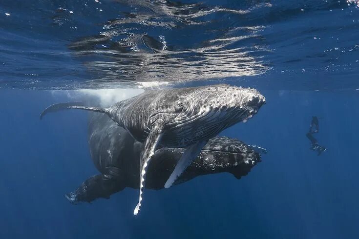 Мир китов фото Baleine à bosses Океанические существа, Горбатый кит, Подводные фотографии