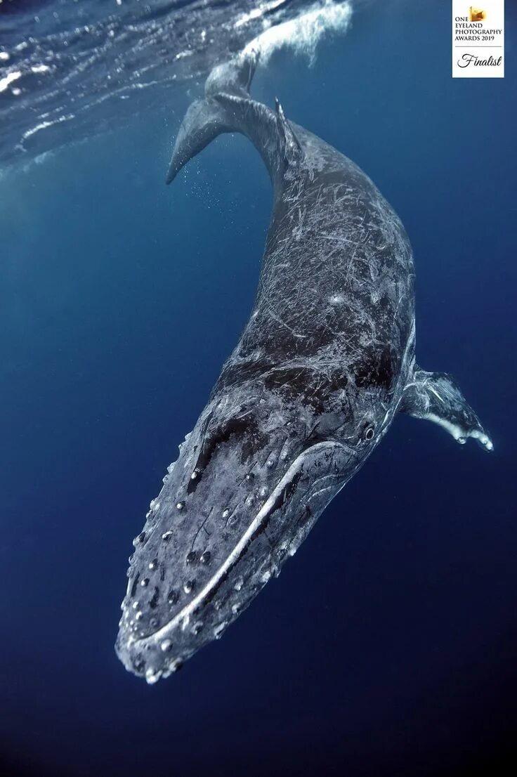 Мир китов фото ALEXEI ZOZULYA - Mr. tonga - Nature - Underwater - FINALIST - One Eyeland Photog