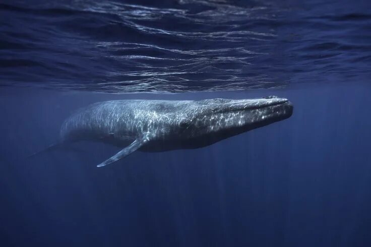 Мир китов фото Whale song could reveal true impact of slaughter Blue whale, Whale species, Whal