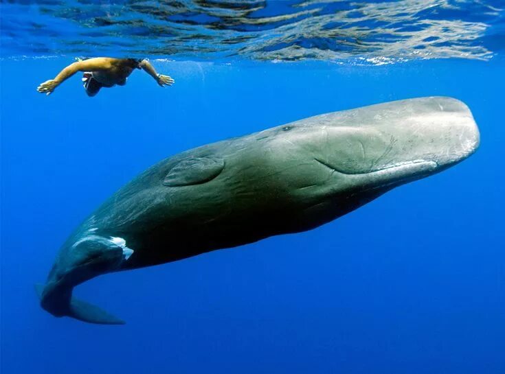 Мир китов фото National Geographic's International Photography Contest 2009 Sperm whale, Whale,