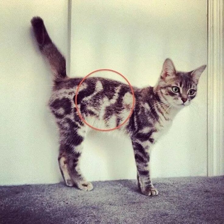 Мир коте фото Cats with Totally Cool Markings Cats, Cute cats, Cat care