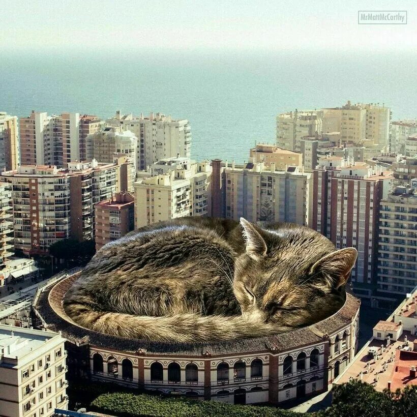 Мир коте фото Фотохудожник представляет, что было бы, если бы кошки были великанами