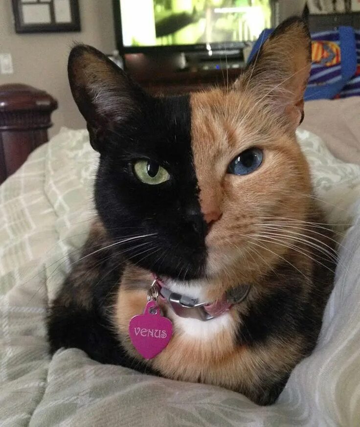 Мир коте фото venus-chimera-cat-two-face-half-black-half-tabby-7 - Katzenworld Cats, Beautiful