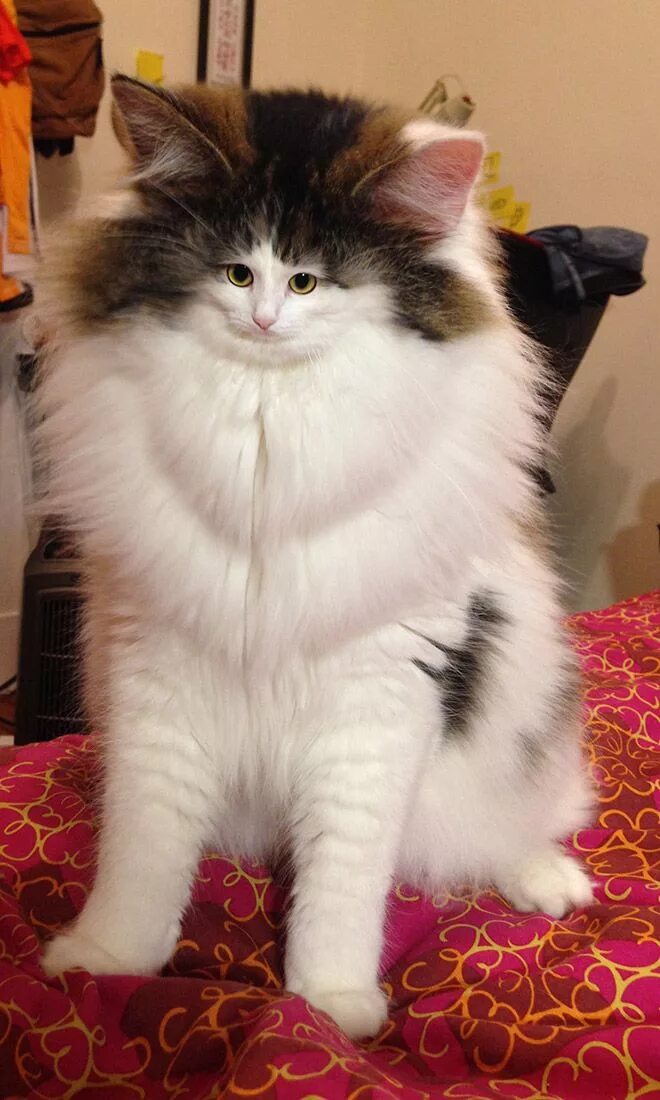 Мир коте фото Cats With Very Tiny Faces Tiny cats, Cat accessories pet, Tiny dogs