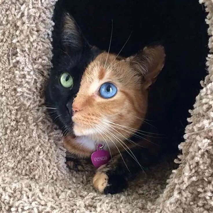 Мир коте фото 24 Beautiful Animals with Different Coloured Eyes Gatos raros, Gatos bonitos, Ga