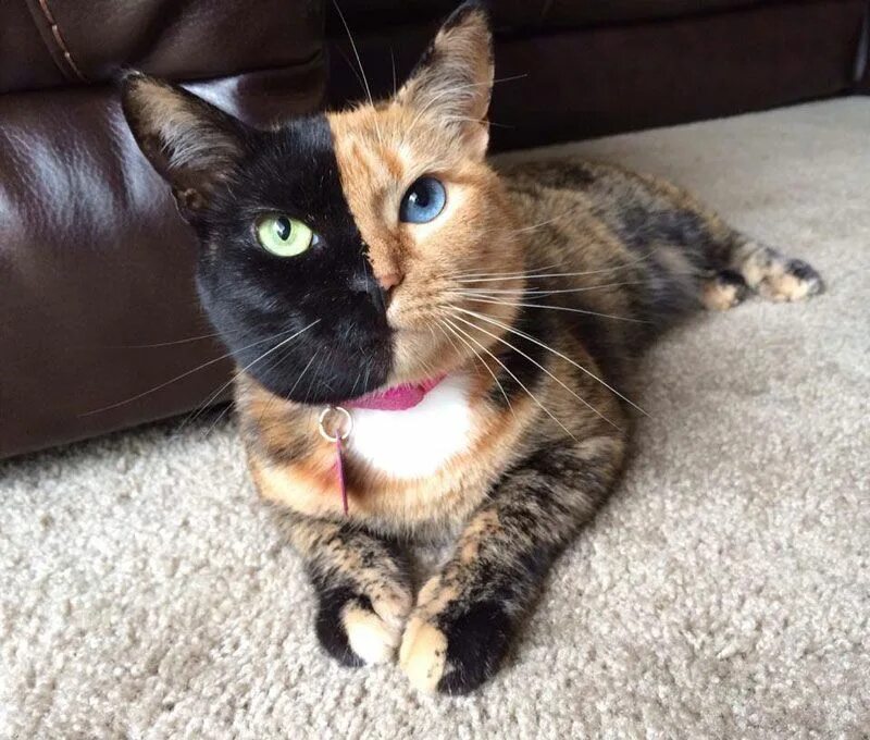 Мир коте фото Meet Venus, the cat with the most interesting face in the World Beautiful cats, 