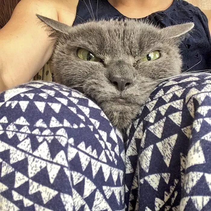 Мир коте фото The World’s Angriest Cat Who Has Been In Shelter For Over 1 Year Now, And Her Fa