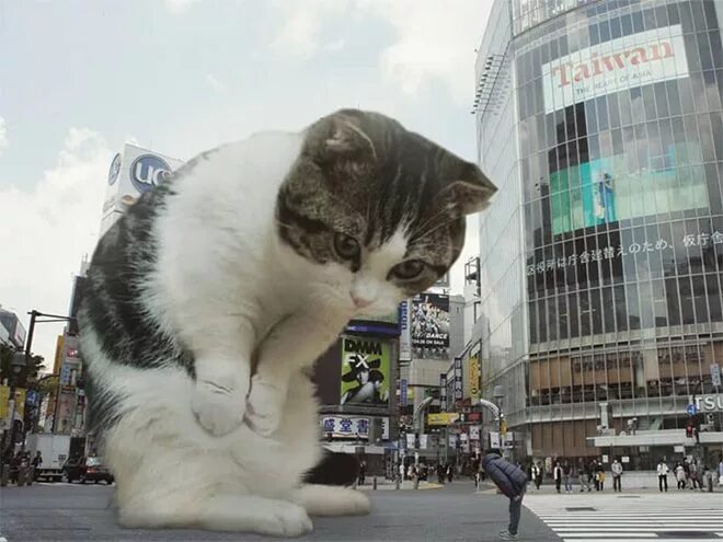 Мир коте фото Catzillas les chats gozillas de Fransdita Muafidin 2Tout2Rien Cute cats, Cats, G