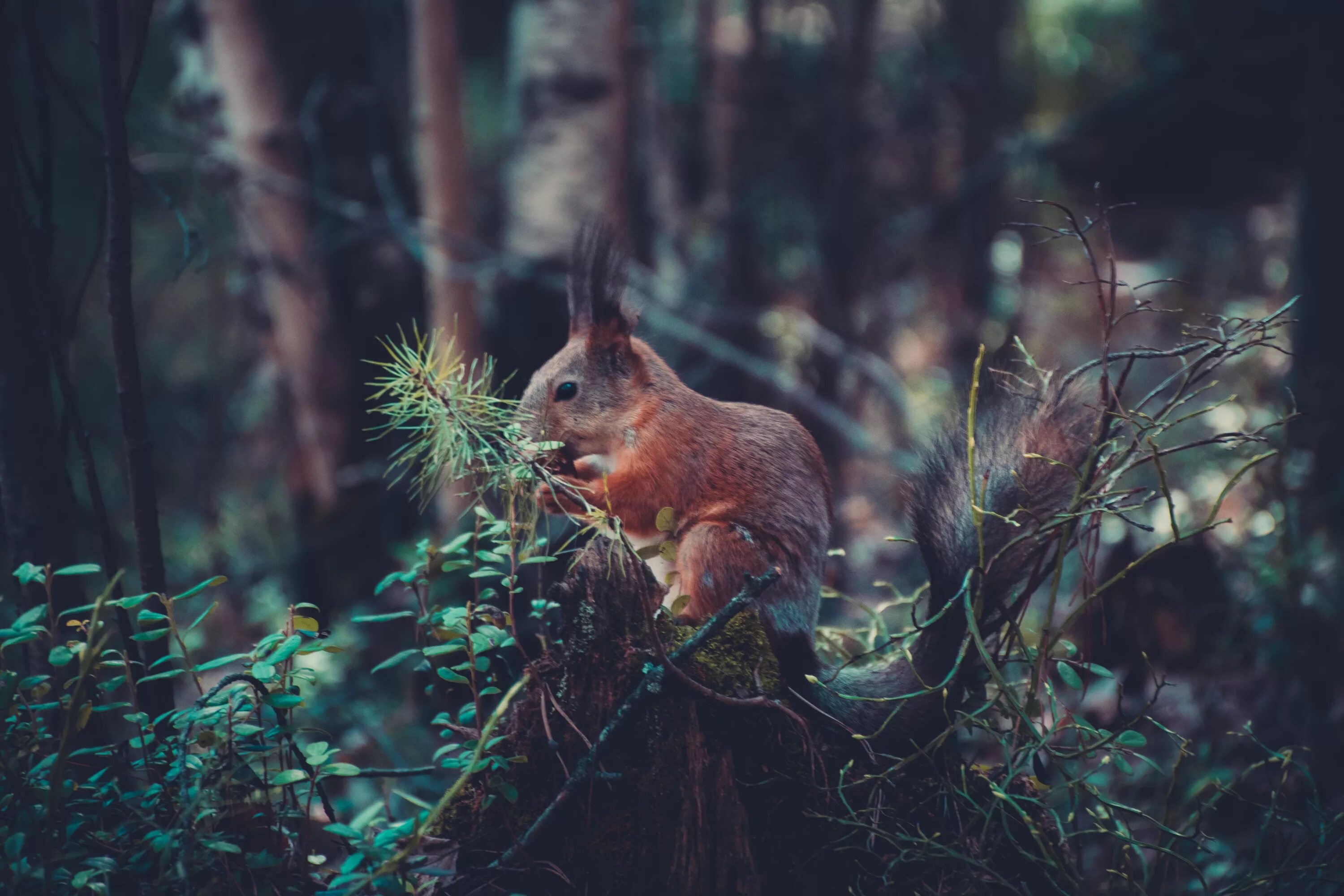 Мир леса фото Free Images : tree, nature, forest, animal, wildlife, jungle, mammal, squirrel, 