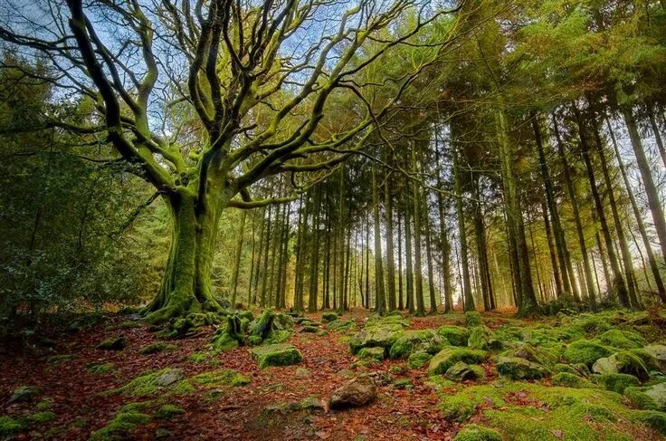Мир леса фото Los bosques más bellos del mundo Bosques del mundo, Parques estatales, Cascadas