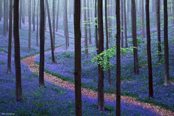Мир леса фото Bluebells Mystical forest, Bluebells, Beautiful landscapes