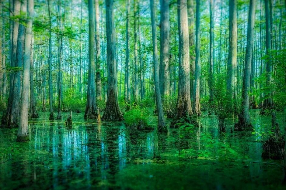 Мир леса фото 15 Awe-Inspiring Forests Around the World Around the worlds, Scenic, Beautiful f