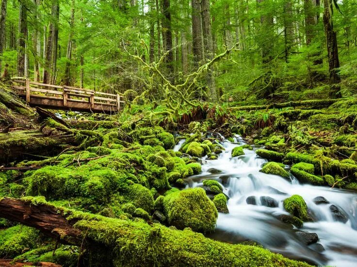 Мир леса фото Olympic National Park, Washington State National parks, Olympic national park, H