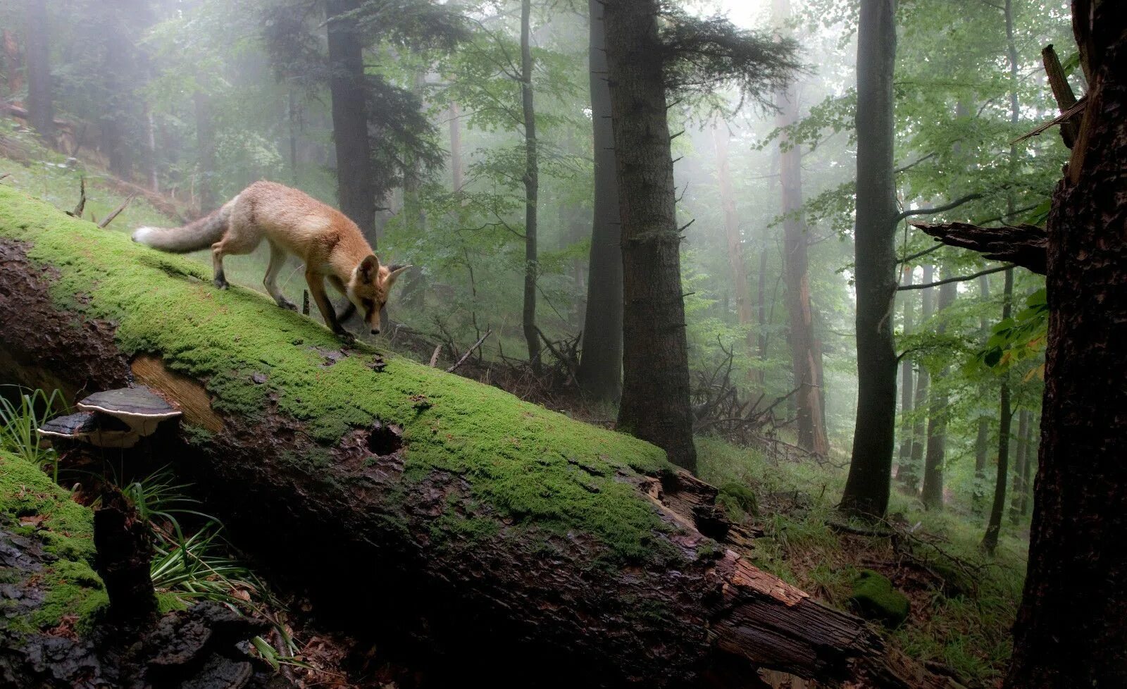 Мир леса фото £ 4.95 GBP - Framed Print - Red Fox Walking Through The Forest (Picture Wild Ani