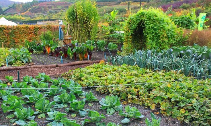 Мир огорода фото 8 Places to Get Garden Goodies for Nothing or Next to It Children's garden, Gard