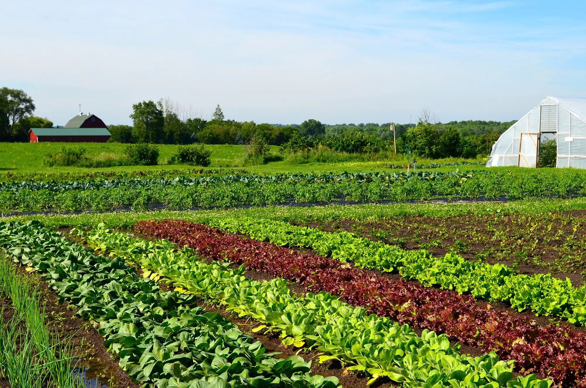 Мир огорода фото Vegetable Farming for Beginners Smart Farming Hub Vegetable farming, Farm images