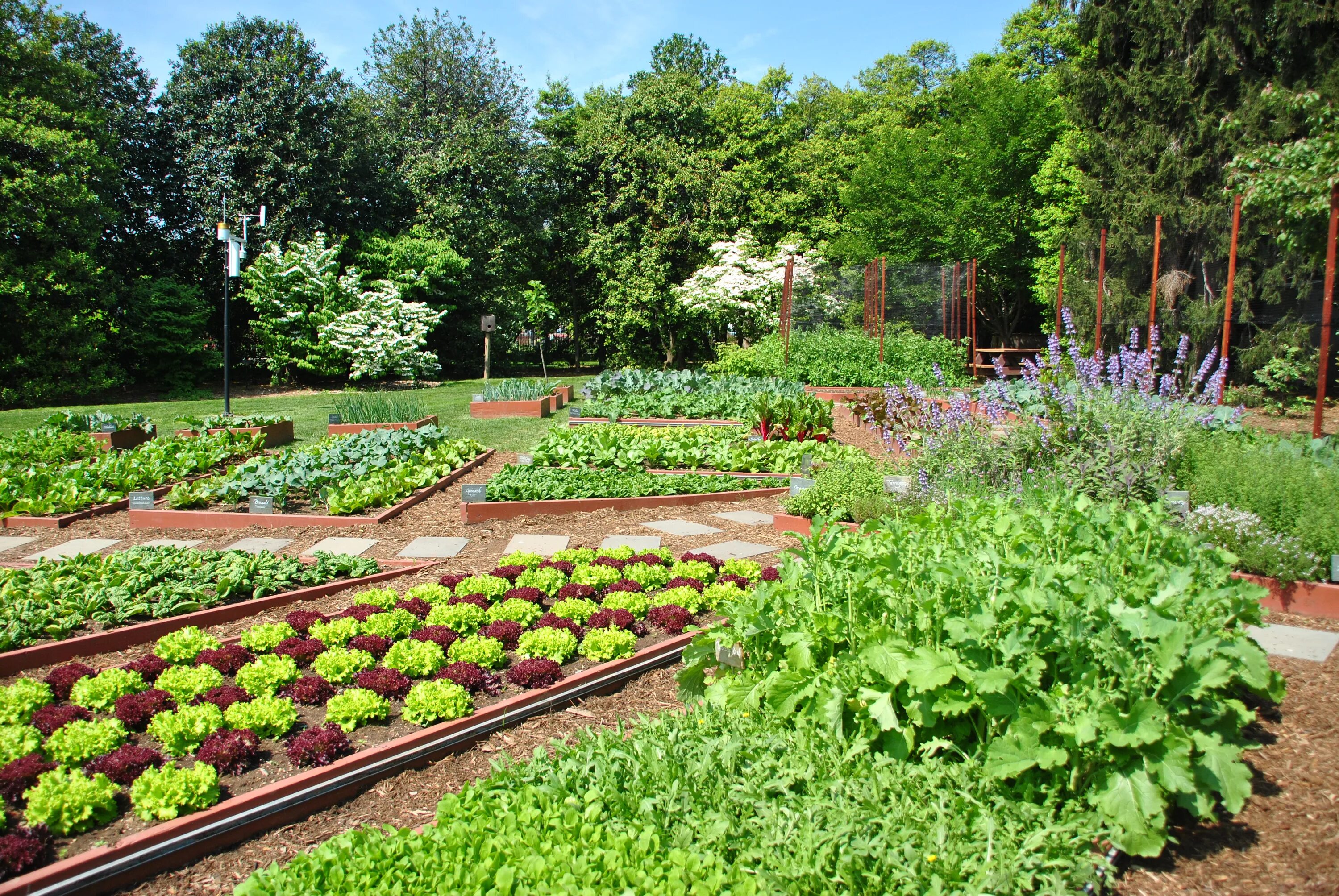 Мир огорода фото 9 Gardening Secrets Straight From the White House Kitchen Garden The Edible Scho