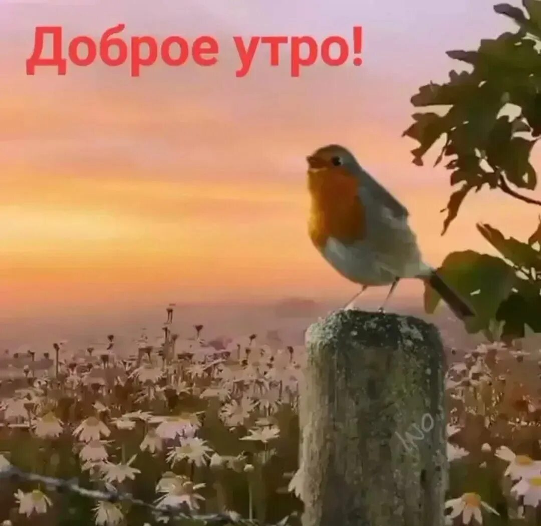 Мир прекрасен доброе утро картинки с пожеланиями Ясных мирных дней: найдено 88 изображений