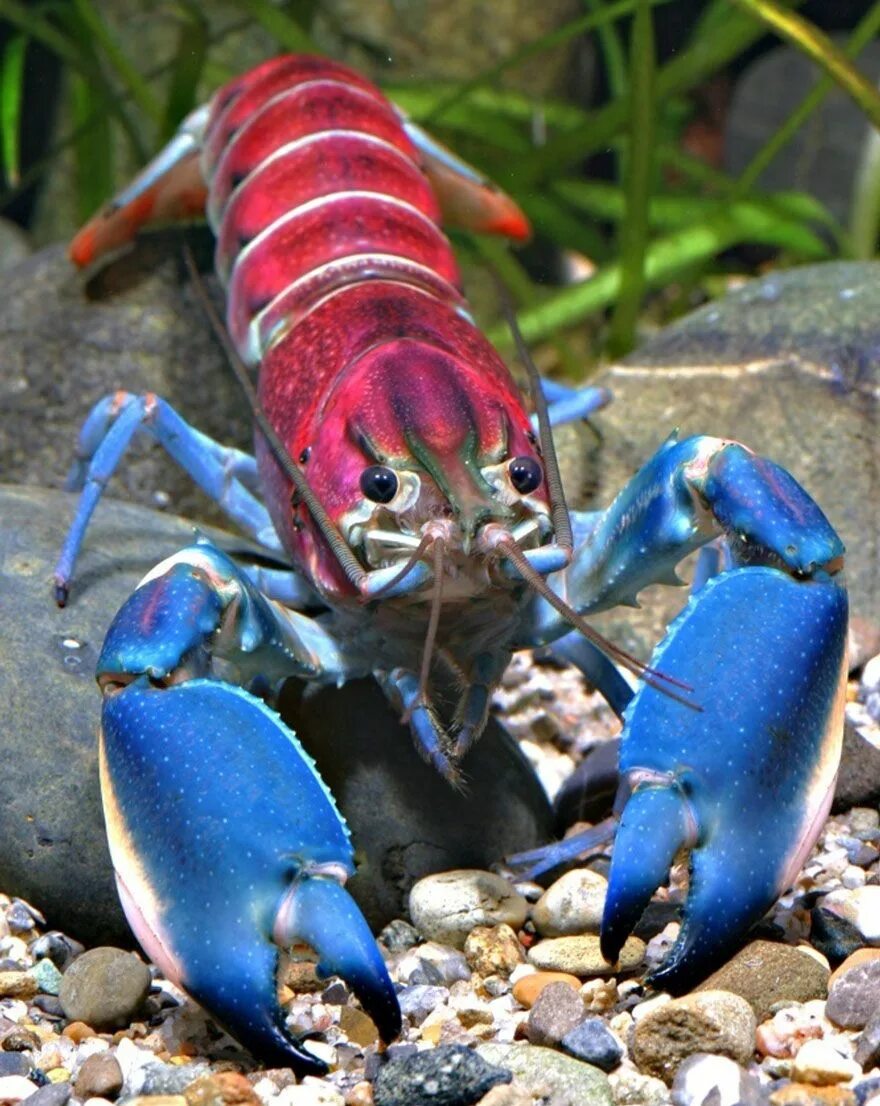 Мир раков фото New 'Galaxy' Crayfish Discovered In Indonesia Has A Nebula On Its Shell Beautifu