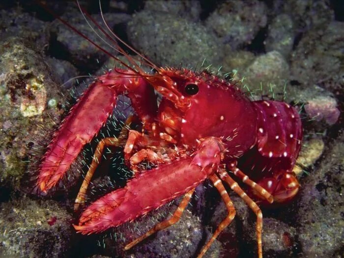 Мир раков фото Under The Sea - Lobster Sea fish, Under the sea, Water mammals